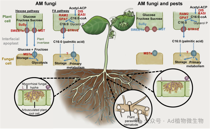 Nature Communications | 最新研究在共生丛枝菌根真菌获取植物碳源机制方面取得突破进展！ - 知乎