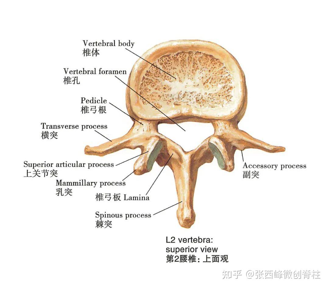 脊柱健康系列讲堂——腰椎 - 知乎