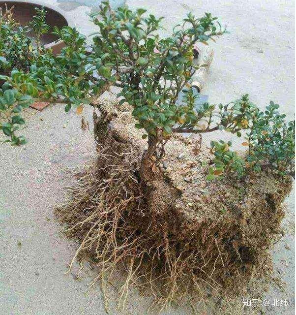 养雀舌黄杨根不养好又怎么可能长势旺3个阶段养根办法收藏