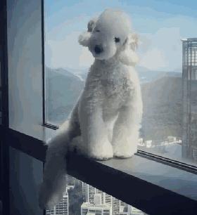 动图封面