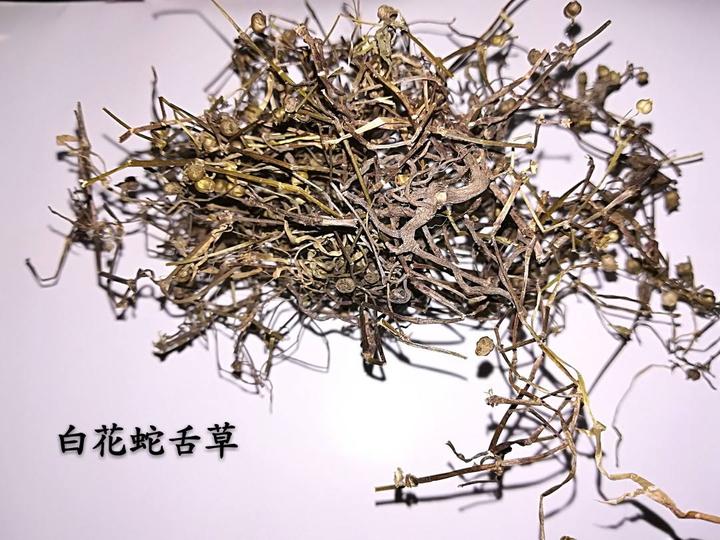 你所不知道的白花蛇舌草 知乎