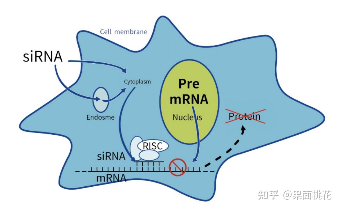 基因功能的研究策略-RNA干扰、ASO、基因编辑等 - 知乎