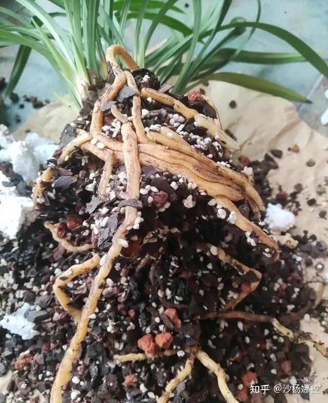 花草最爱3种皮,经常用花根粗,叶子亮,勤开花 - 知乎