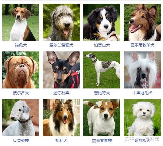 中型犬 种类图片