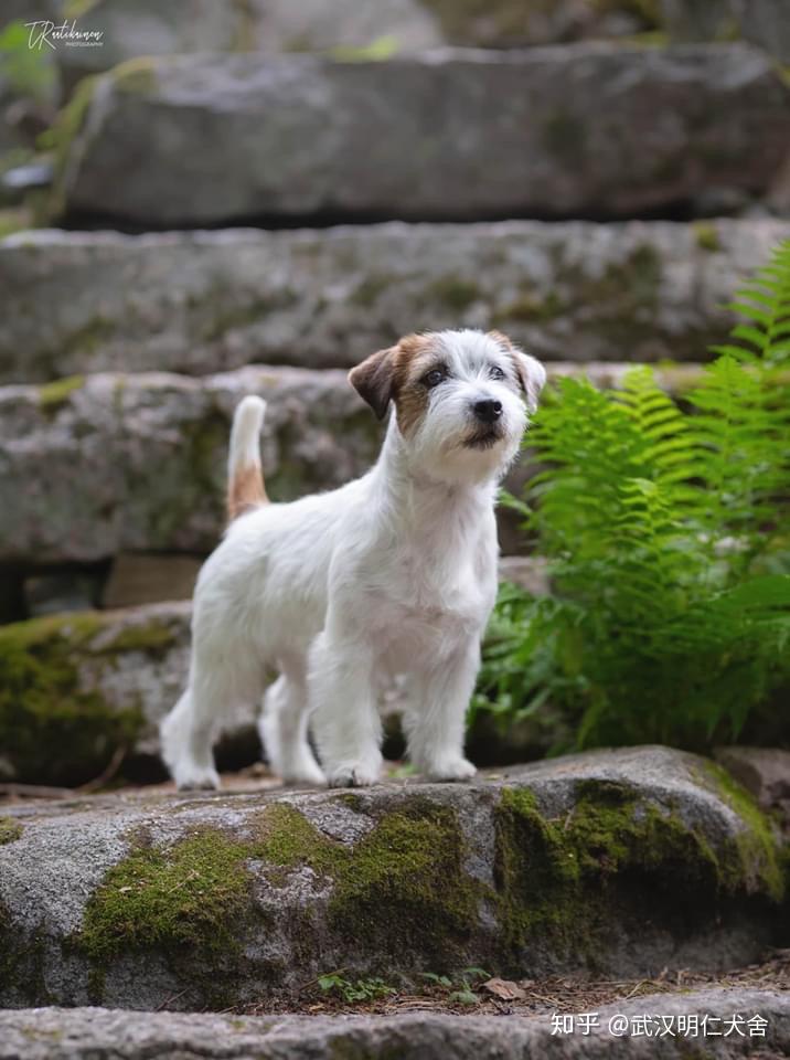 北京杰克罗素梗犬舍图片