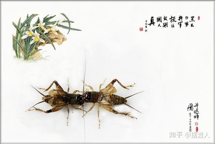 爱鹤失众 - 知乎