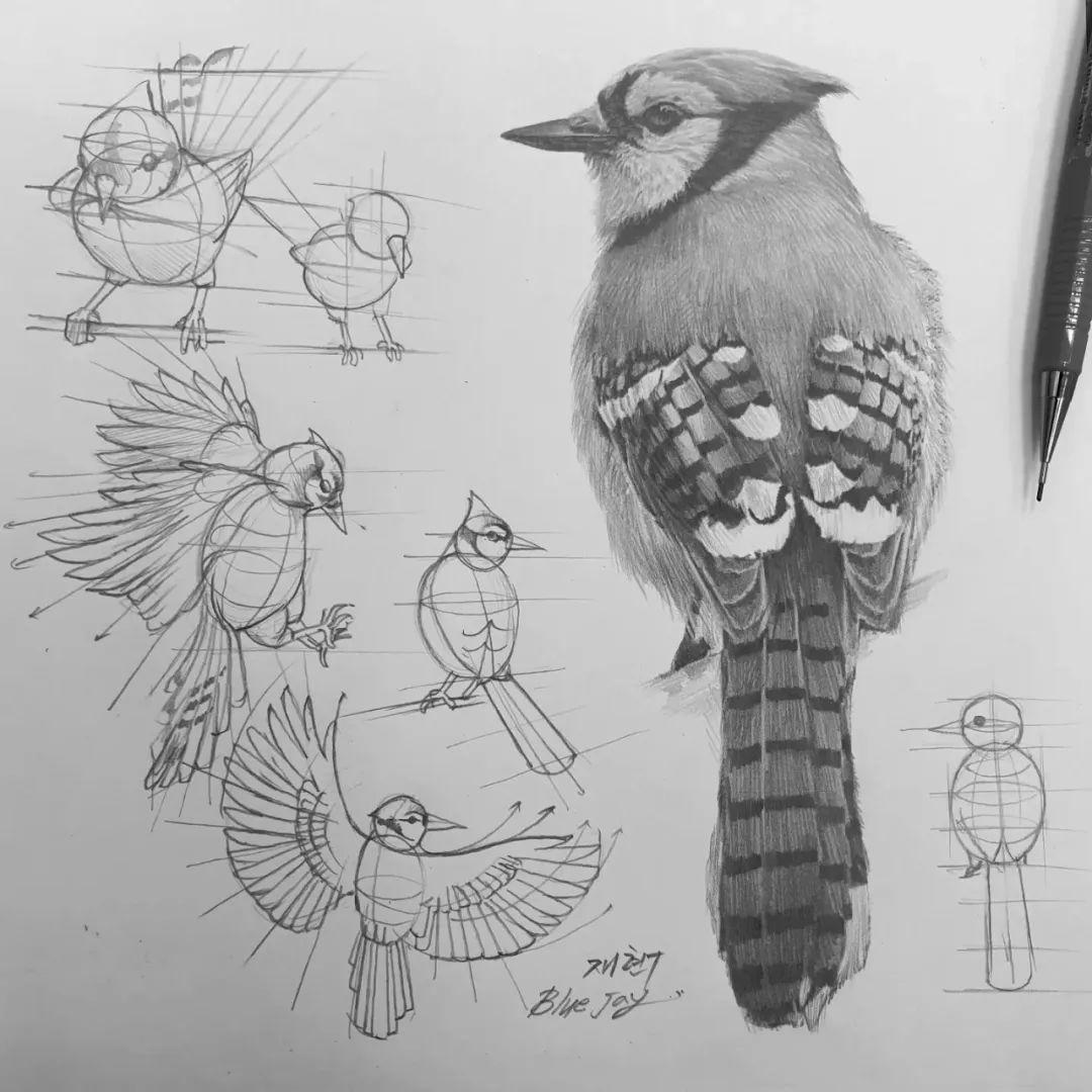 一看就会！宝藏级绘画教程，他用结构图教你画超写实动物素描 - 知乎