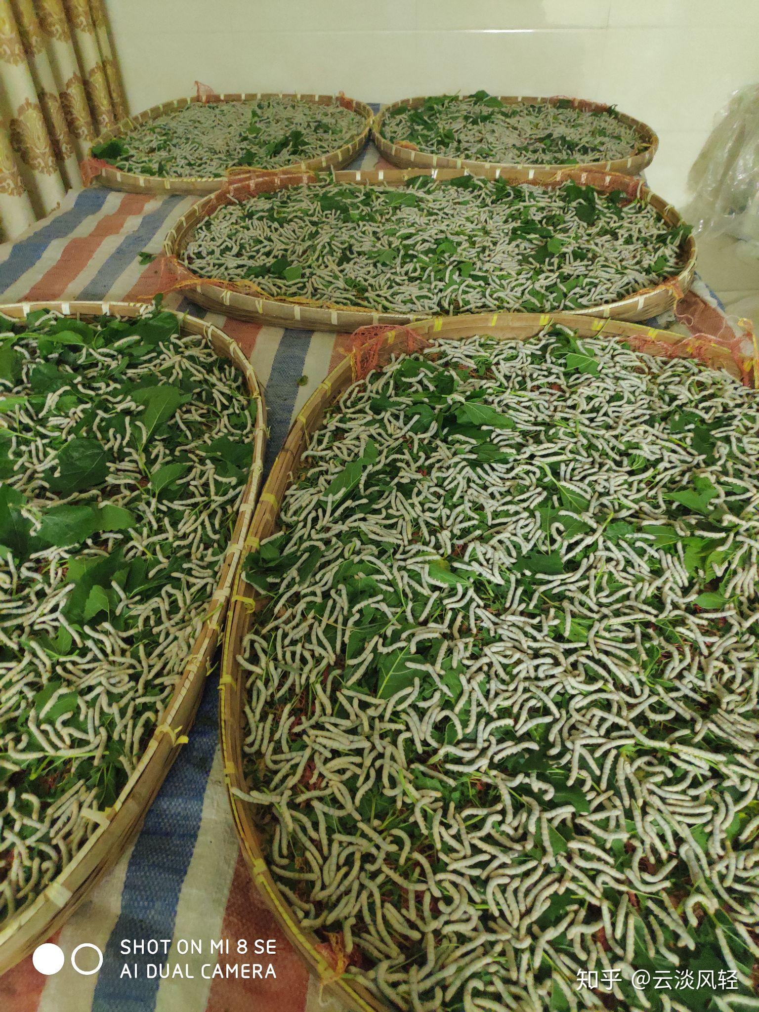 南方人,家家都养蚕云淡风轻