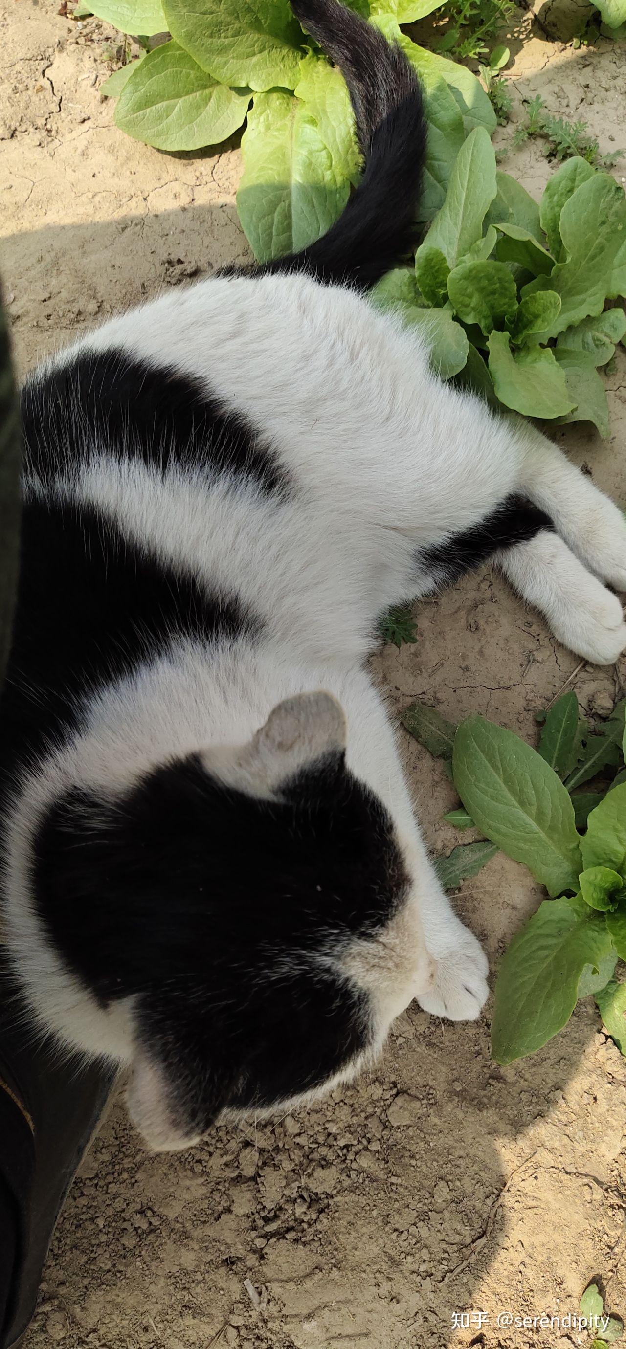 黑白色田园猫能有多好看? - 知乎