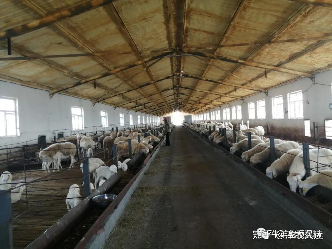 多胎羊养殖步入发展快车道 -天山网 - 新疆新闻门户