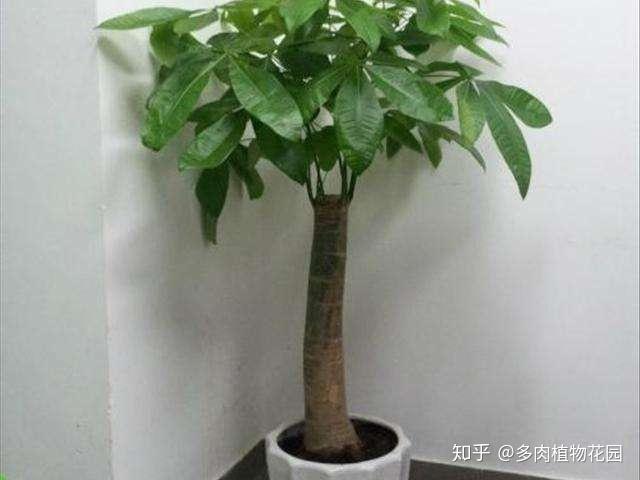 发财树一般什么盆 v2-03b9dcd9fad1ed29164ed066e6932057_r.jpg