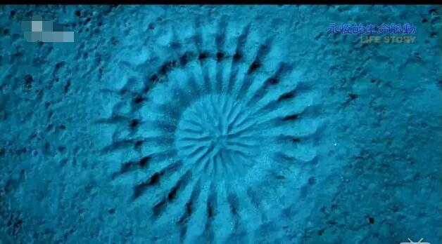 原来麦田怪圈现象的始作俑者并非外星人而是它们