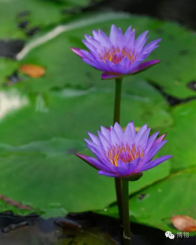 我是一朵小白莲出淤泥而不染