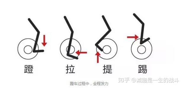 动感单车的腿部动作具体可以分解为"蹬,拉,提,提"四个分解动作.