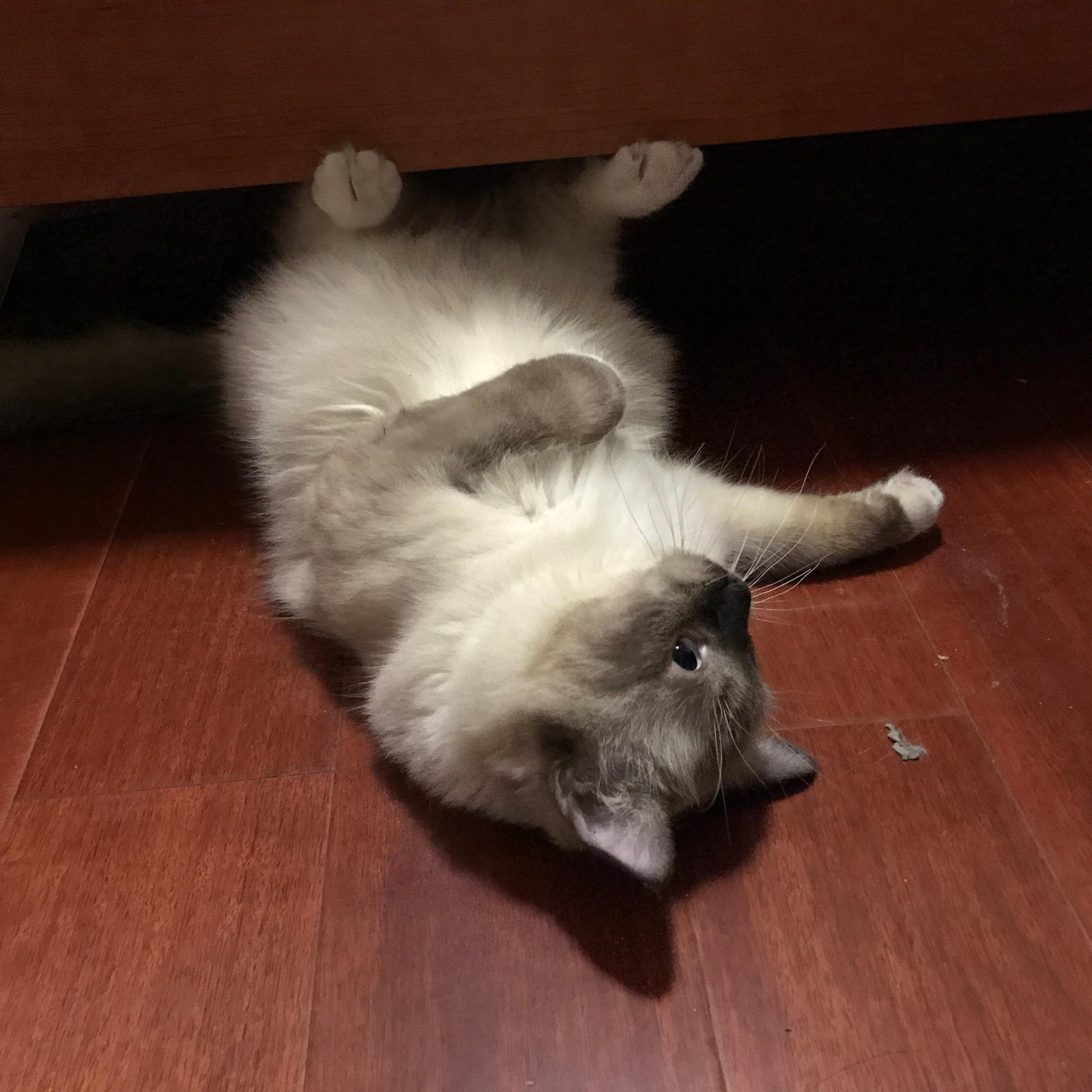 怎么养母猫 v2-03cd9c9b75a0344c739debefeabb6303_r.jpg