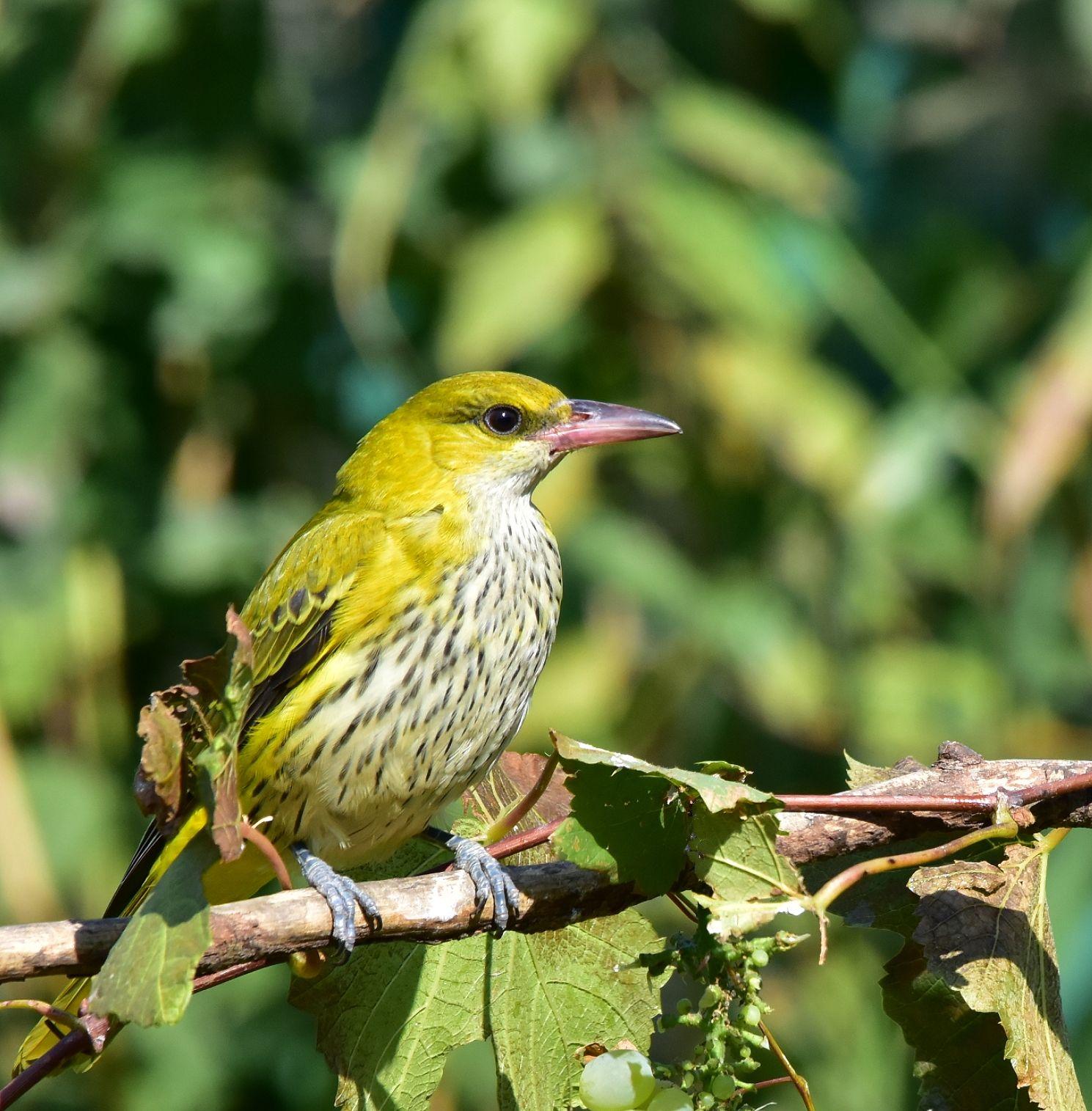 漂亮的金黄鹂 - 知乎