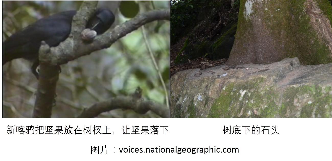 乌鸦到底有多聪明? - 知乎