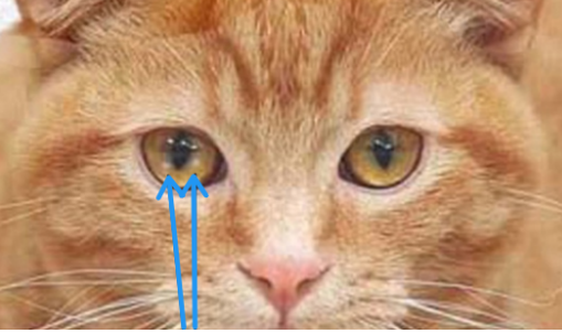 袖虎知识：小心猫咪眼里的白斑- 知乎