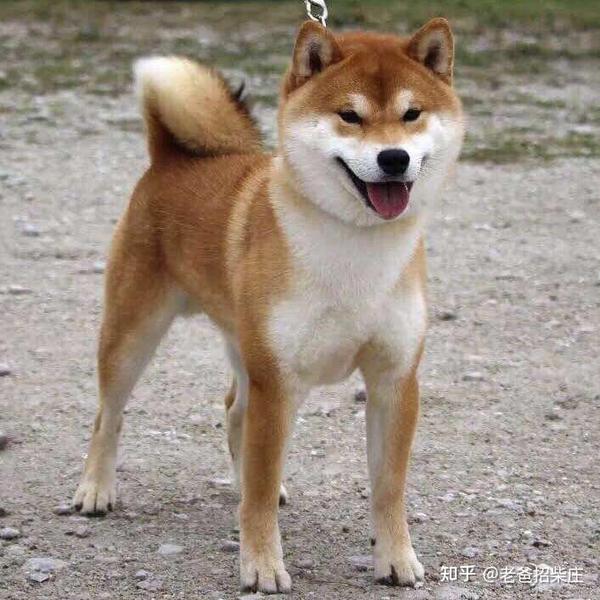 老爸招柴庄说 怎么看柴犬是不是纯的 品相怎么样 知乎 老爸招柴庄说 怎么看柴犬是不是纯的 品相怎么样 知乎