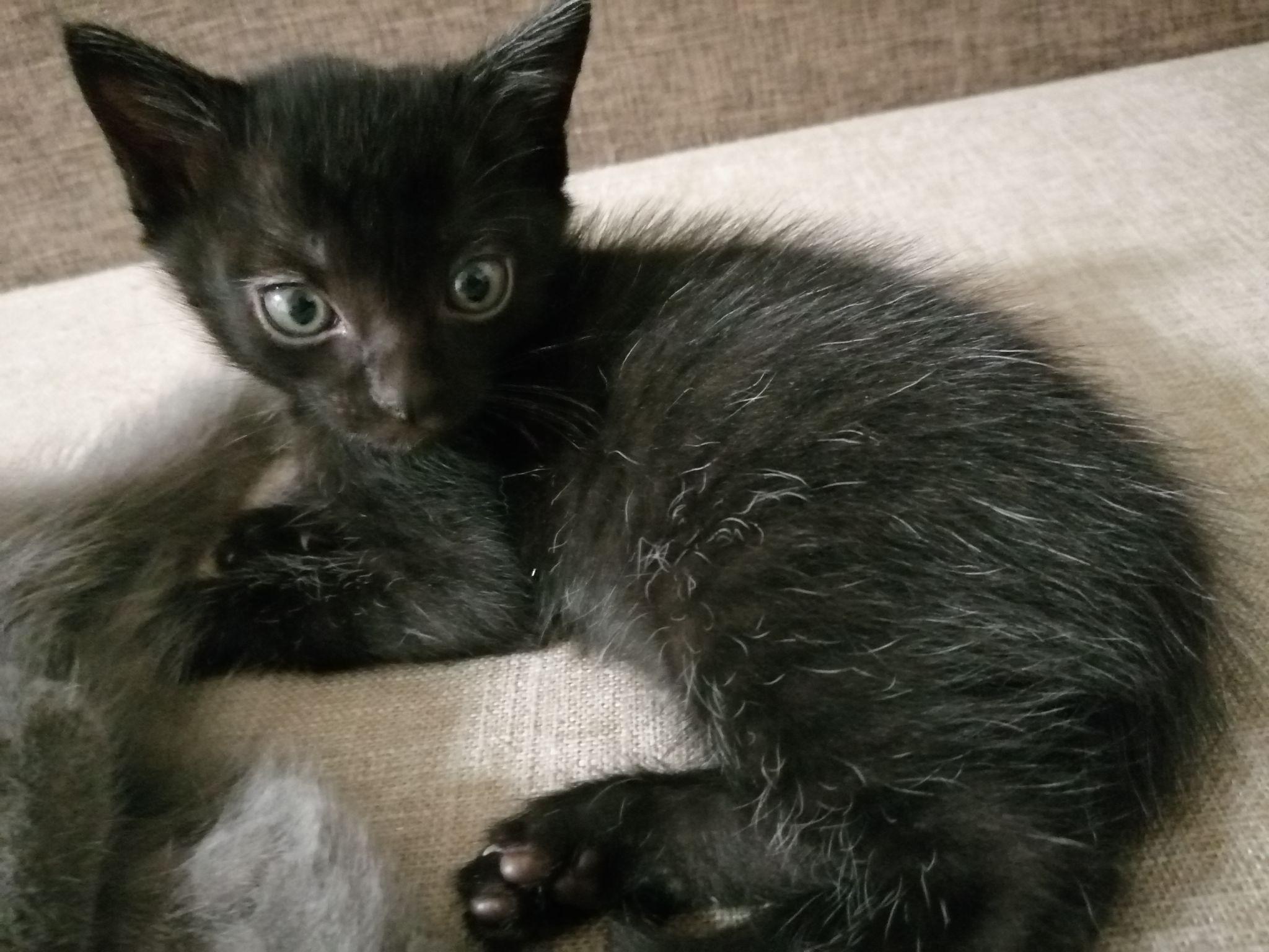 如何得到一只玄猫