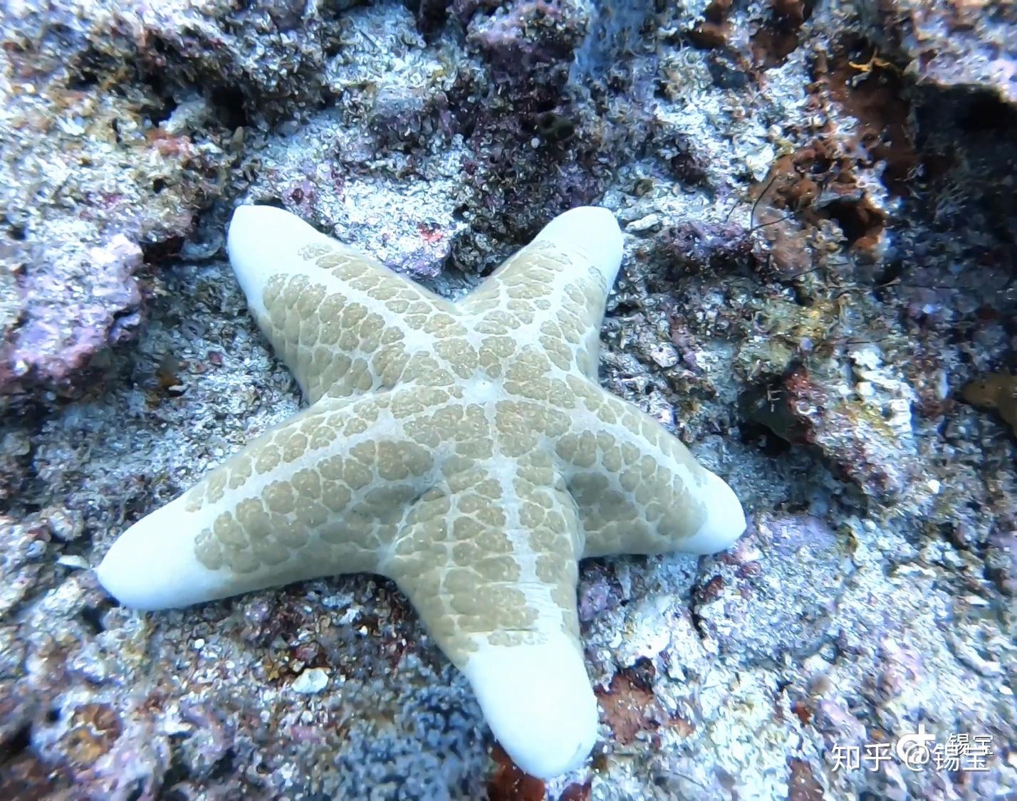 胖海星大老龟多到不想看了实话说去过诗巴丹以后,我们再去其它的地方
