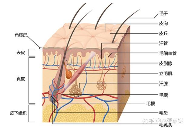 人體皮膚組成結構圖