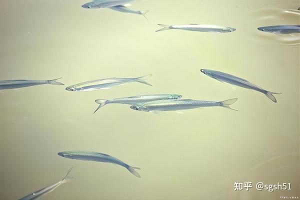 百科常识之中国最常见十大淡水鱼 - 知乎