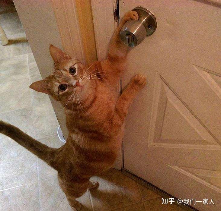智商不同的猫是如何开门的?傻猫和精猫的区别也太大了! - 知乎