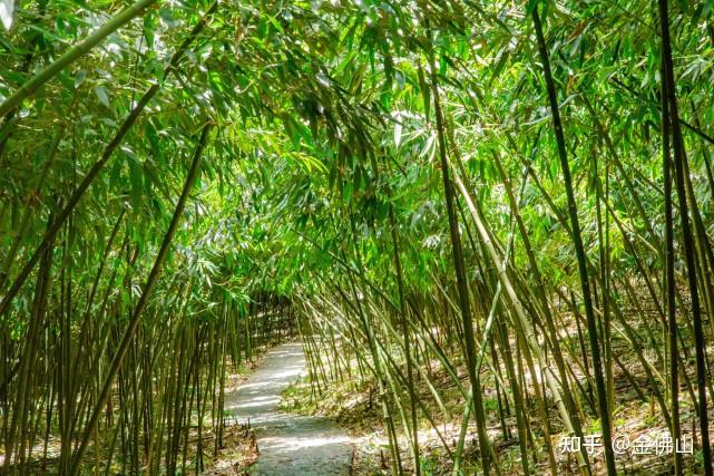自然天成方竹林海藏珍馐