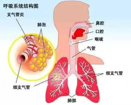 呼吸系統是執行機體和外界進行氣體交換的器官的總稱,主要功能是與