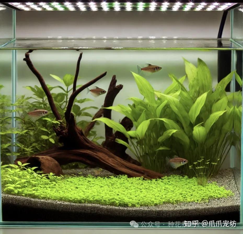 新手养鱼的6个步骤,成为真正的养鱼人。让你养的鱼成为家庭的一份子。 - 知乎