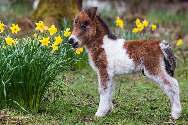走走旅行zouzoutravel小知识苏格兰高地萌物矮种马