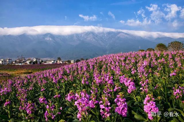 原创散文 《大理那一场风花雪月的事》 - 知乎