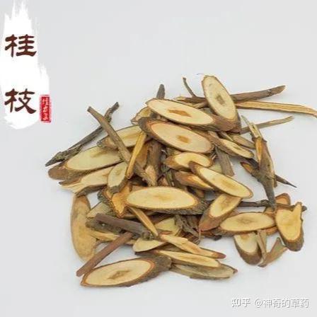 中药材:桂枝 - 知乎