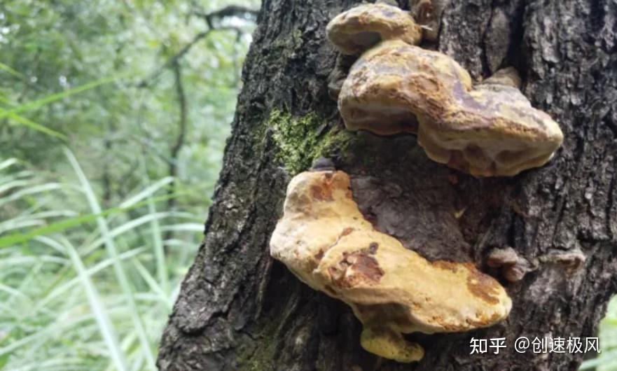 被称为“森林黄金”的桑黄,究竟是如何形成的?值不值千元一斤?(桑黄是什么树生长出来)