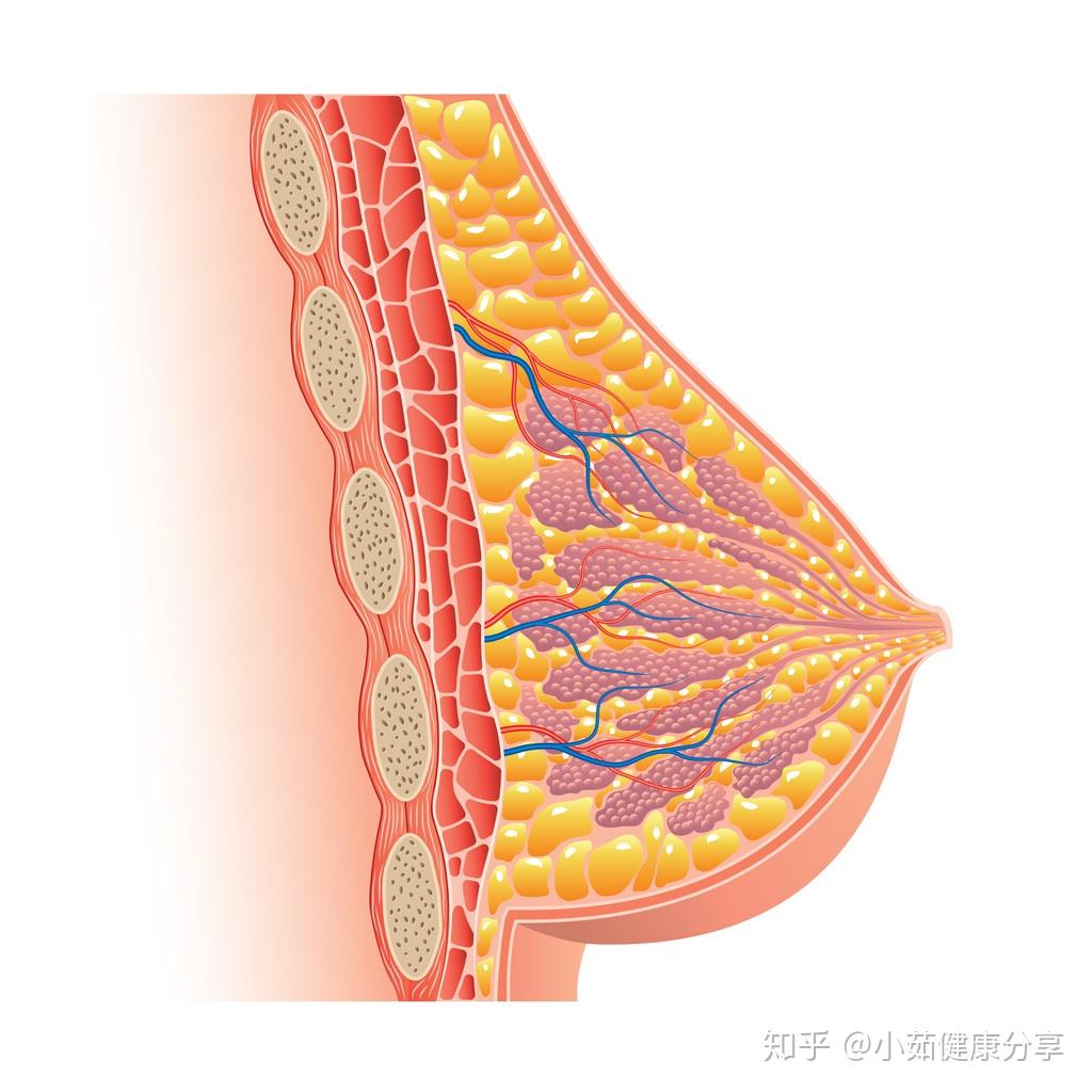 乳腺增生是一种常见的女性疾病,既不属于肿瘤,也不属于炎症,是一种