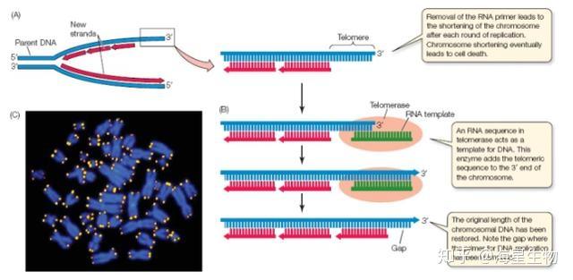 细胞永生化之端粒酶和多种抑癌基因 - 知乎