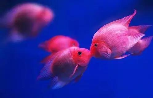 换水死鱼 不换水也死鱼 换不换水都死鱼 我到底该如何去做 知乎