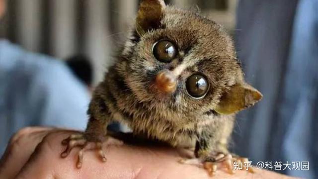 世界上眼睛最小的动物图片