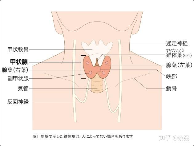 脖子器官示意图图片