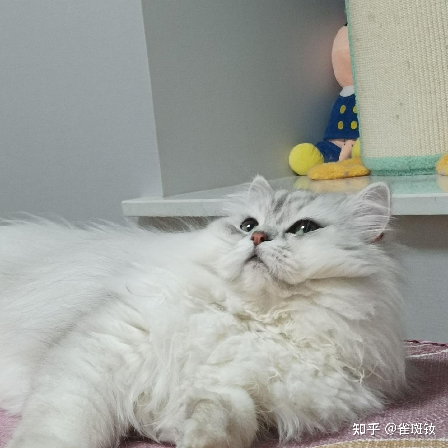 新手养猫指南,这些基本常识一定要记牢 - 知乎