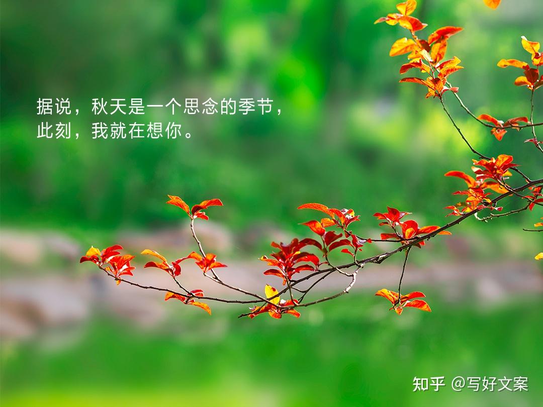 适合秋天的朋友圈文案又高级又唯美