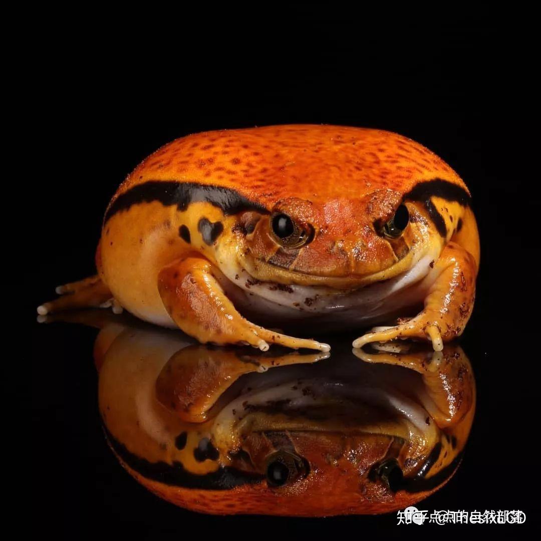 可以很红很红的宠物蛙番茄蛙