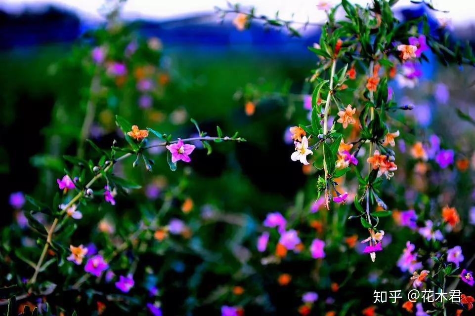 枸杞盆景为何开花多结果少或者开花不结果? - 知乎