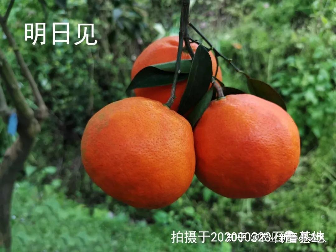 春见与明日见哪个品种好一点(春见和明日见那样品种好)