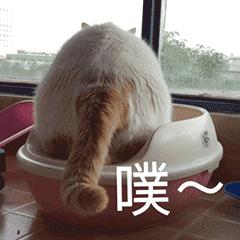 动图封面