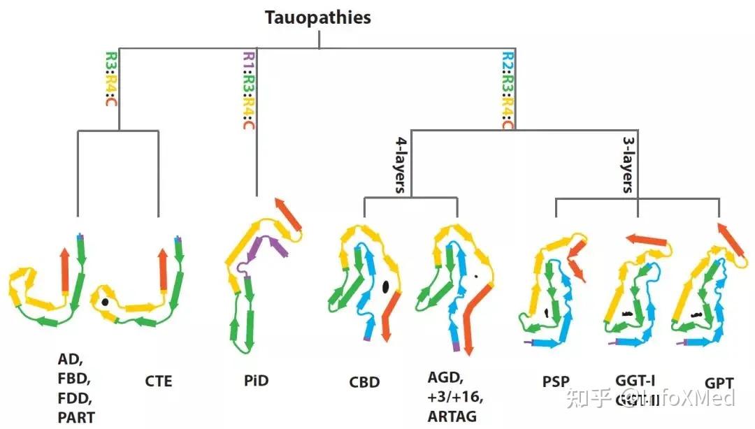 nature 基于结构的tau蛋白病分类