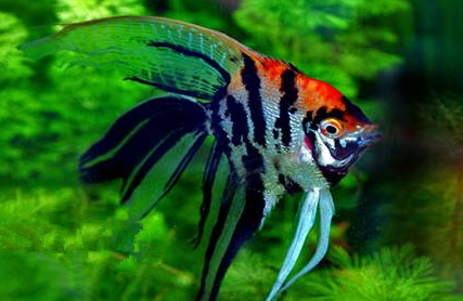 燕鱼的饲养难点和孔雀鱼有相似之处某些问题需要格外注意