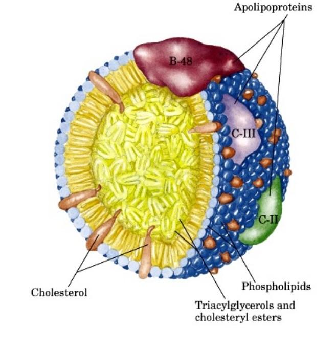结合脂与血浆脂蛋白