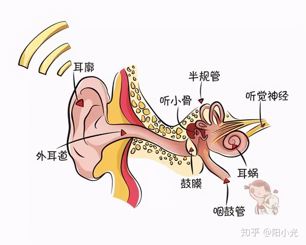 楼层声音传播图图片